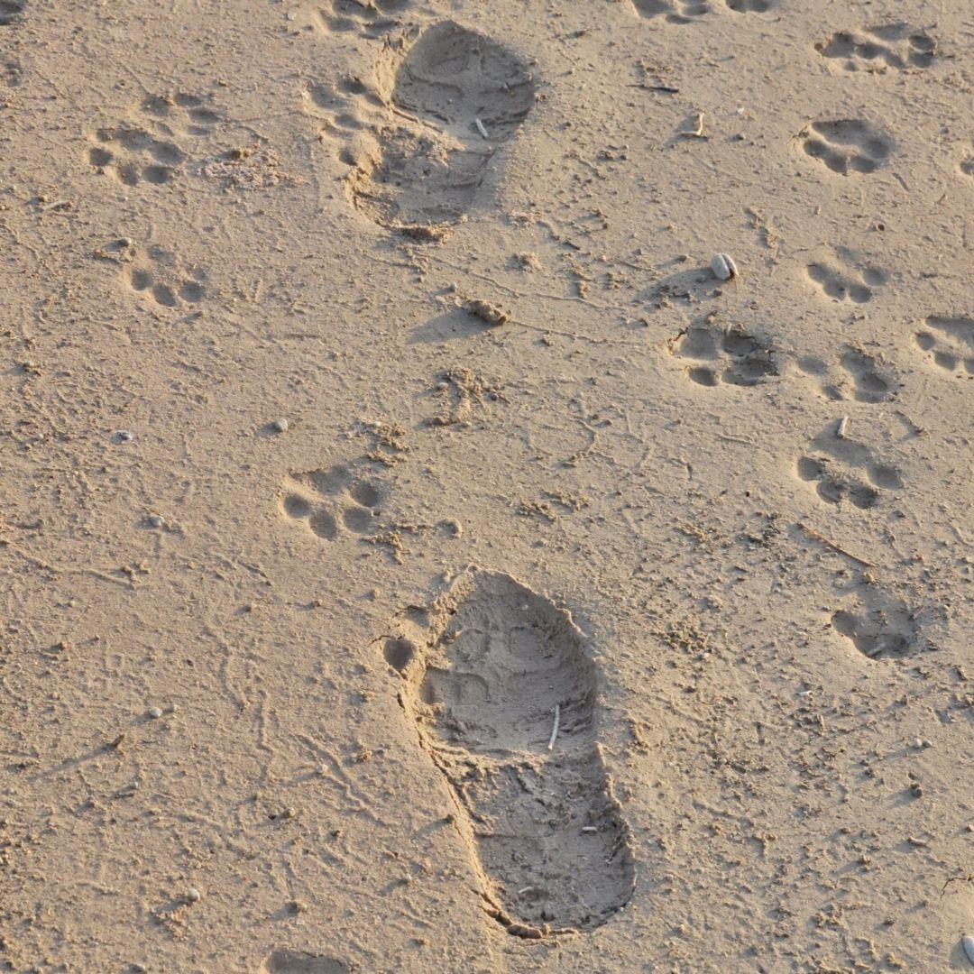 Prints of human and animal footsteps in the wet sand together tell a story