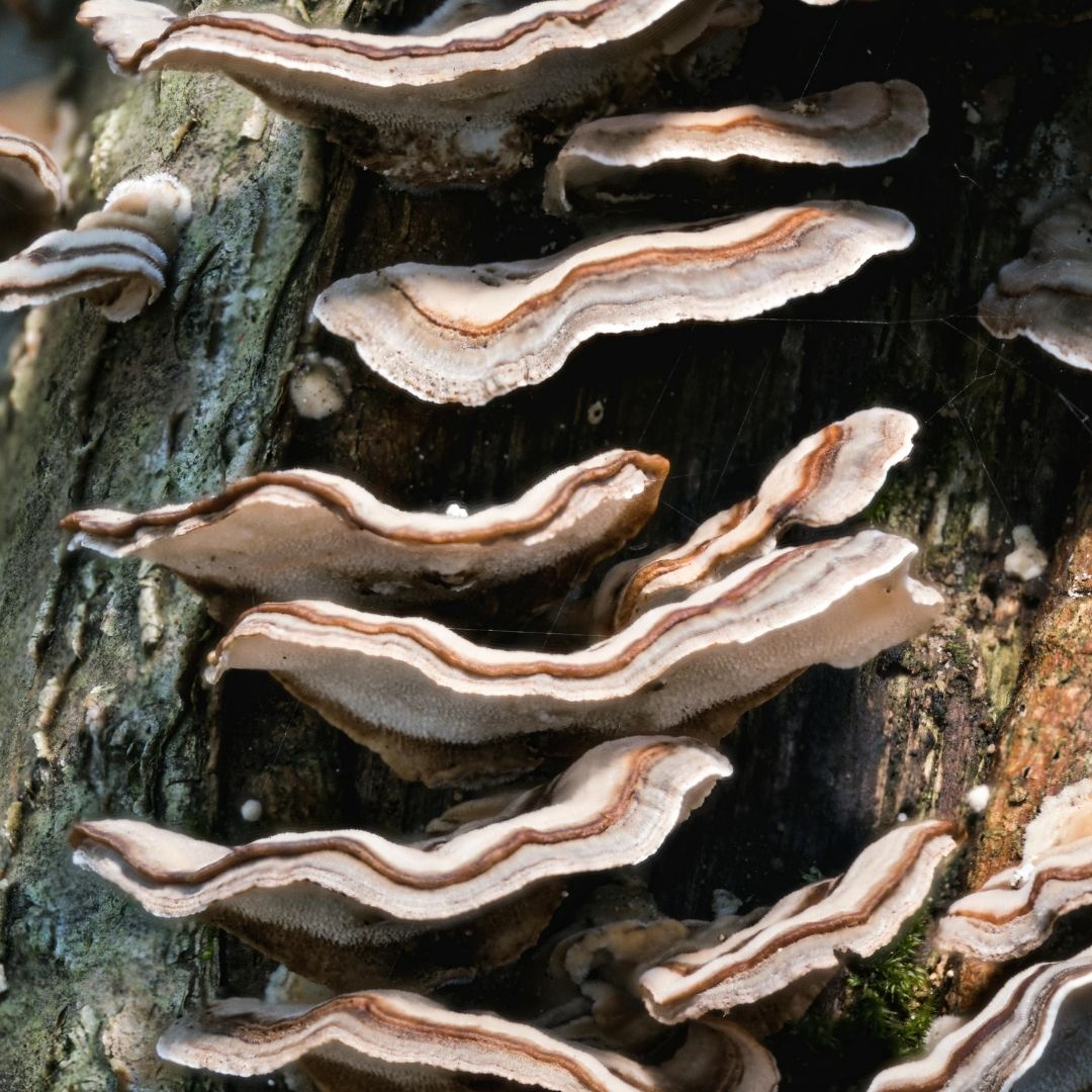 An invisible network connects the mushrooms on an old tree trunk