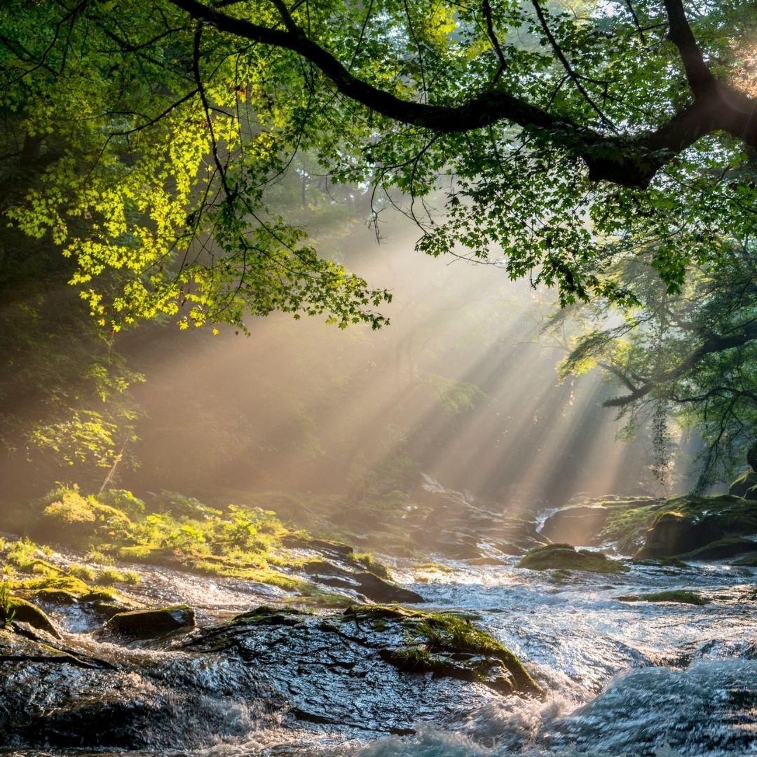 A tree filters the sunlight, illuminating only parts of the creek