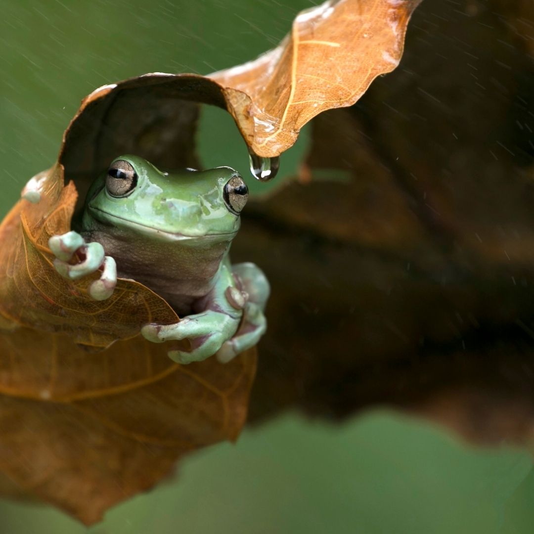 Where we see an autumn leaf that needs to be raked, a frog sees a shelter from the rain