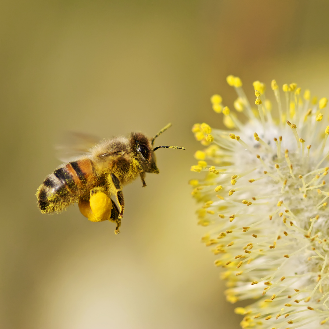 Flowers evolve characteristics that attract pollinators. Pollinators evolve characteristics that help them access flowers. Technologies create demand for capabilities, while capabilities enable technologies.