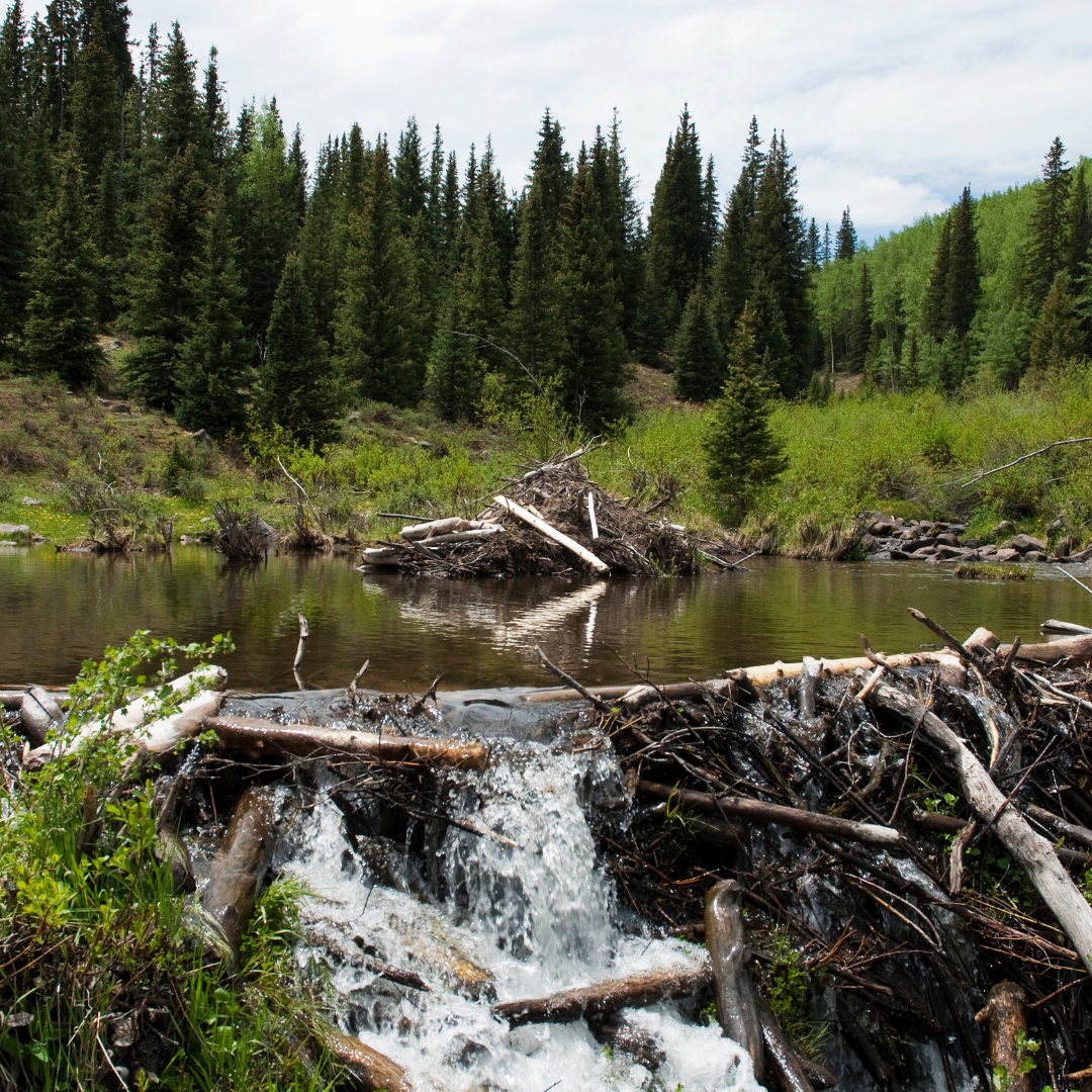 Like the beaver builds a dam, changing the river, that changes the the beaver's habitat, so shape organizations the technological development that shapes organizations.